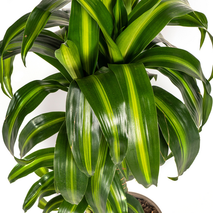 Dracaena Deremensis Hawaiian Sunshine - Tropische Grüne Zimmerpflanze 80cm Ø19cm Hellgrüne und Dunkelgrüne Blätter