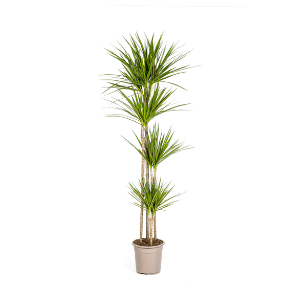 Dracaena Marginata Green - Große Grüne Zimmerpflanze 180cm Ø27cm Topf