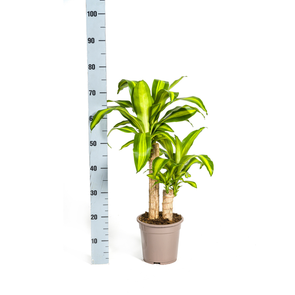 Dracaena Fragrans Massangeana - Pflegeleichte Grüne Zimmerpflanze 80cm Ø19cm Topf