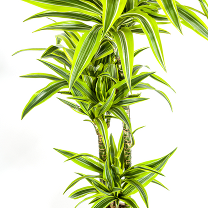 Dracaena Deremensis Lemon Lime - Große Zimmerpflanze 140cm Ø24cm Topf Hellgrün