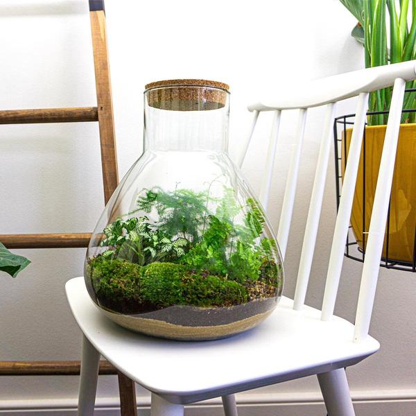 Flaschengarten H35cm Ø30cm Pflanzenterrarium Set Sam XL Deluxe mit Spargel Fittonia Farn + Werkzeugset Rechen Schaufel Pinzette Schere - DIY Terrarium