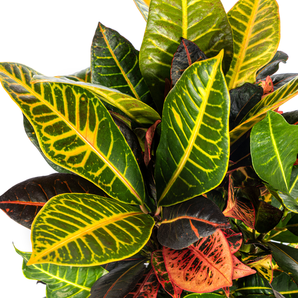 Codiaeum Croton Petra Zimmerpflanze - Bunte Blätter Ø17cm / 50cm Höhe - Lederartige Blätter