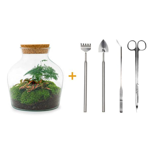 Flaschengarten H21,5cm Ø20cm Pflanzenterrarium Set Little Joe Deluxe mit Fittonia Asparagus + Profi Werkzeugset Rechen Schaufel Pinzette Schere - DIY Terrarium