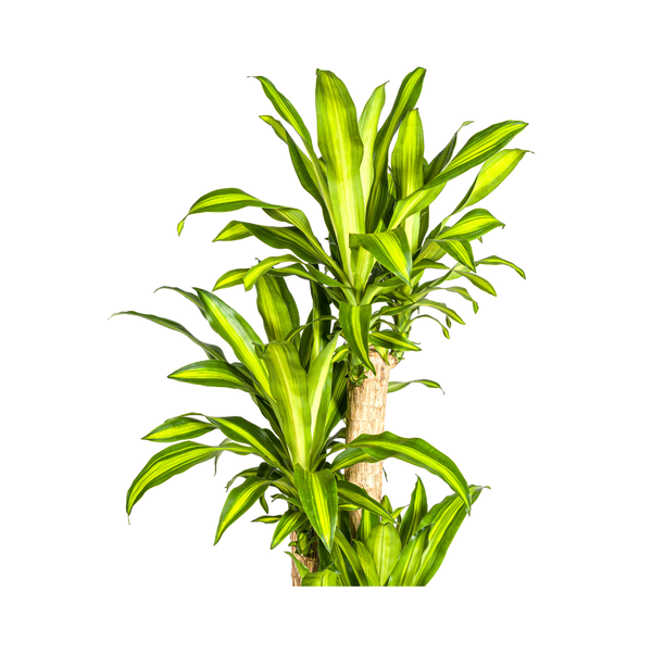 Dracaena Fragrans Massangeana - Große Grüne Zimmerpflanze 180cm Ø30cm Topf