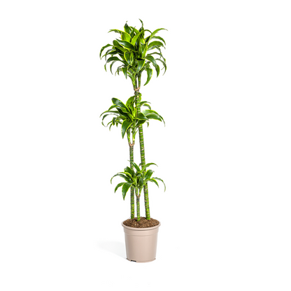 Dracaena Deremensis Dorado - Elegante Grüne Zimmerpflanze 130cm Ø24cm Topf große Grüne Pflanze