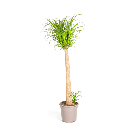 Beaucarnea Recurvata - Elefantenfuß Große Zimmerpflanze 120cm Ø27cm Topf