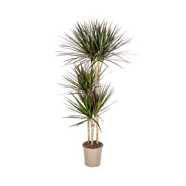 Dracaena Marginata Magenta - Exotische Zimmerpflanze 140cm Ø24cm Topf Palme Dunkelgrün