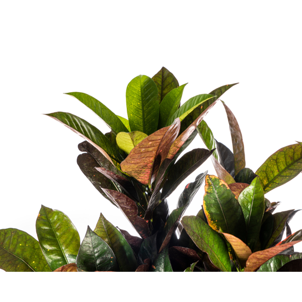 Codiaeum Croton Iceton - Bunte Zimmerpflanze 90-100cm Ø24cm Topf