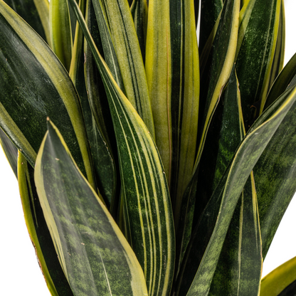 Sansevieria Trifasciata Canary - Pflegeleichte Grüne Zimmerpflanze 55cm Ø17cm Topf