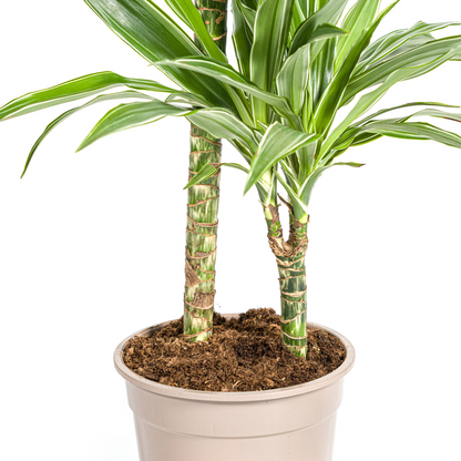 Dracaena Deremensis White Stripe - Pflegeleichte Zimmerpflanze 80cm Ø19cm Topf Hellgrün