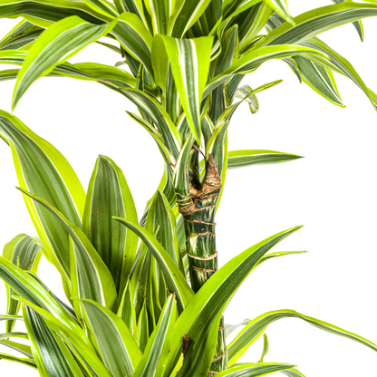 Dracaena Deremensis Lemon Lime - Große Zimmerpflanze 140cm Ø24cm Topf Hellgrün