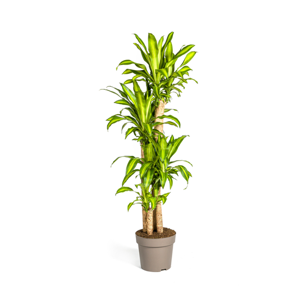 Dracaena Fragrans Massangeana - Große Grüne Zimmerpflanze 180cm Ø30cm Topf