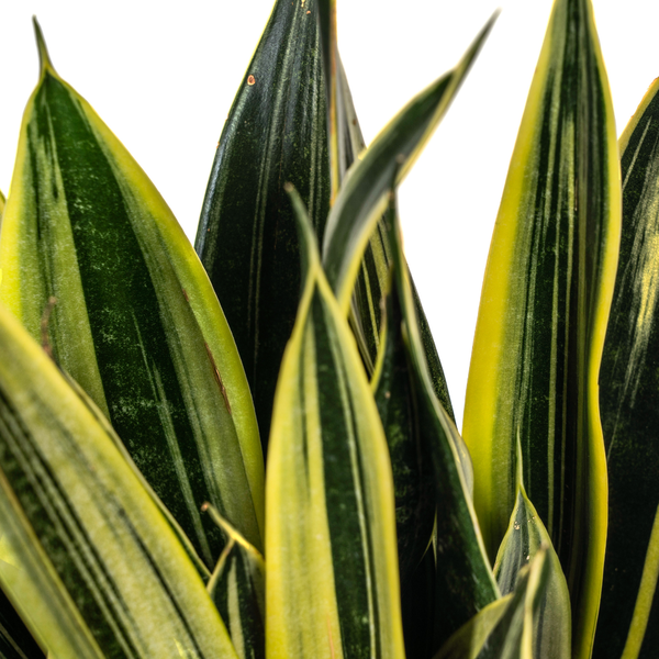 Sansevieria Trifasciata Canary - Pflegeleichte Grüne Zimmerpflanze 55cm Ø17cm Topf