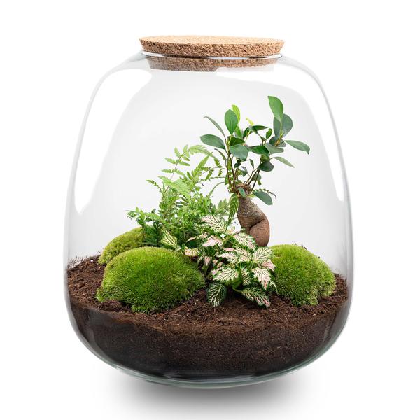 Pflanzenterrarium Bonsai Pink - Mini Gewächshaus H25cm Glas DIY Set Pflanzen Modern Jungle