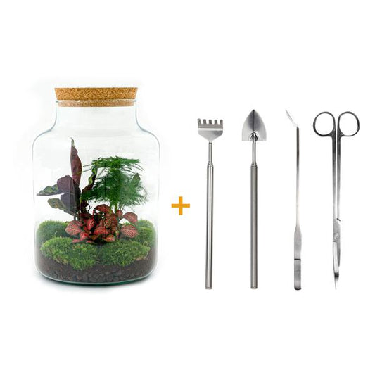 Flaschengarten H30cm Ø21cm Pflanzenterrarium Set Milky Deluxe mit Calathea Fittonia Spargel + Werkzeugset Rechen Schaufel Pinzette Schere - DIY Terrarium