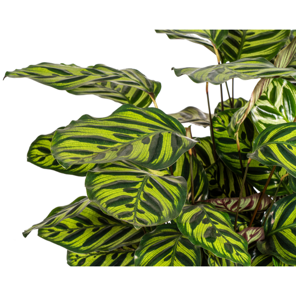 Calathea Makoyana - Pfauenpflanze Zimmerpflanze 70cm Ø27cm Topf Grüne Exotische Pflanze