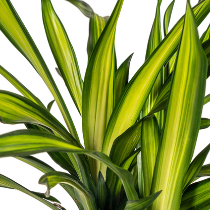 Dracaena Deremensis Rikki - Pflegeleichte Zimmerpflanze 100cm Ø21cm Topf Grüne Palme