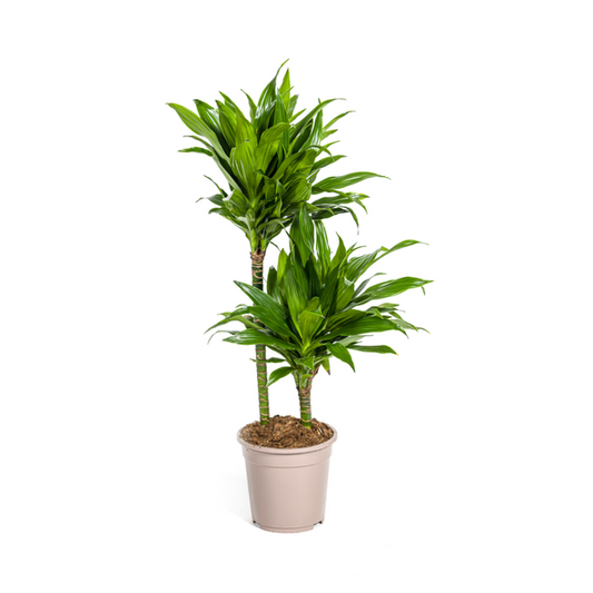 Dracaena Deremensis Green Jewel - Pflegeleichte Zimmerpflanze 80cm Ø19cm Topf Grünes Juwel