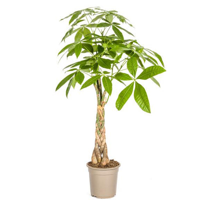 Pachira Aquatica - Geldbaum Zimmerpflanze 100cm Ø21cm Topf Grün