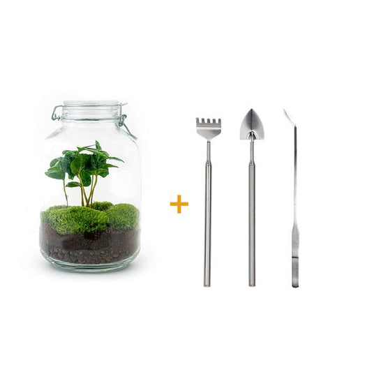 Flaschengarten H28cm Ø18cm Pflanzenterrarium Set mit Coffea Arabica Kaffeepflanze + Profi Werkzeugset Rechen Schaufel Pinzette - DIY Terrarium