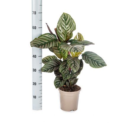 Calathea Ornata Sanderiana - Pflegeleichte Zimmerpflanze 45cm Ø17cm Topf