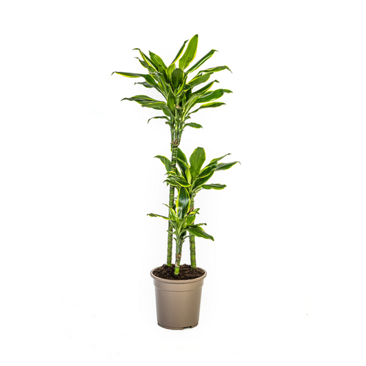 Dracaena Fragrans Golden Coast - Pflegeleichte Zimmerpflanze 100cm Ø21cm Topf Grün