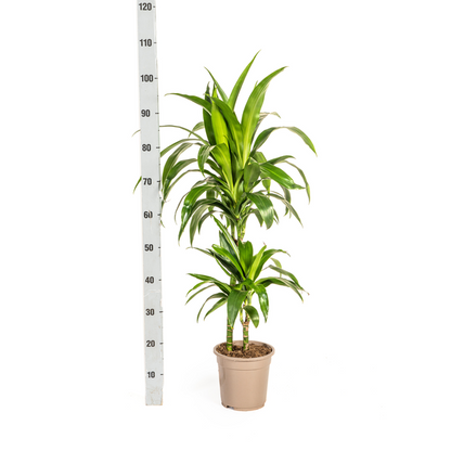 Dracaena Deremensis Lisa - Pflegeleichte Grüne Zimmerpflanze 80cm Ø19cm Topf