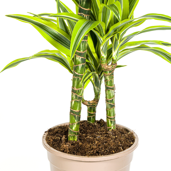 Dracaena Deremensis Lemon Lime - Pflegeleichte Zimmerpflanze 100cm Ø21cm Topf Hellgrüne Dunkelgrüne Pflanzee