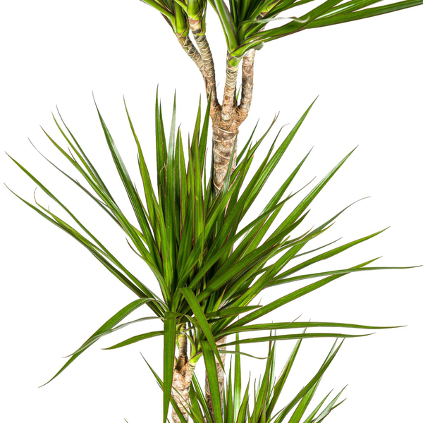 Dracaena Marginata Green - Große Zimmerpflanze 140cm Ø24cm Topf Grüne Palme