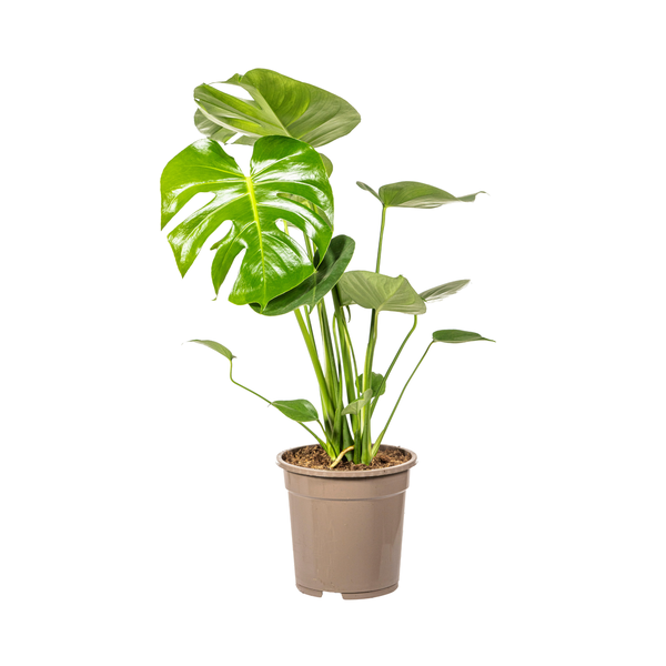 Monstera Deliciosa Tauerii - Fensterblatt Zimmerpflanze 80cm Ø19cm Topf Grüne Große Blätter