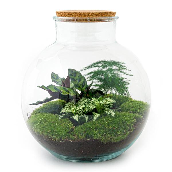 Flaschengarten H30cm Ø31cm Pflanzenterrarium Set Bolder Bob Premium mit Calathea Fittonia Spargel + Profi Werkzeugset Rechen Schaufel Pinzette - DIY Terrarium