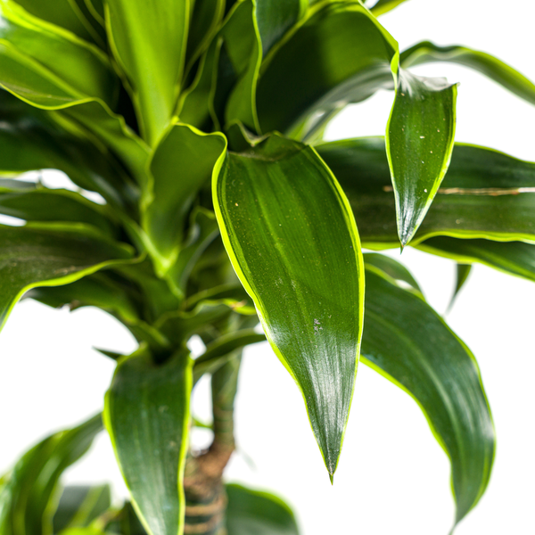 Dracaena Deremensis Dorado - Elegante dunkelgrüne Zimmerpflanze 110cm Höhe Ø21cm Topf