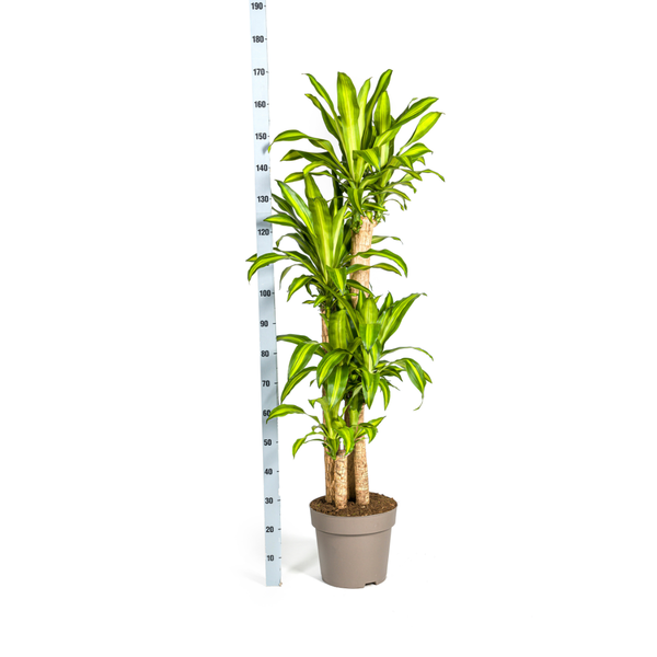 Dracaena Fragrans Massangeana - Große Grüne Zimmerpflanze 180cm Ø30cm Topf