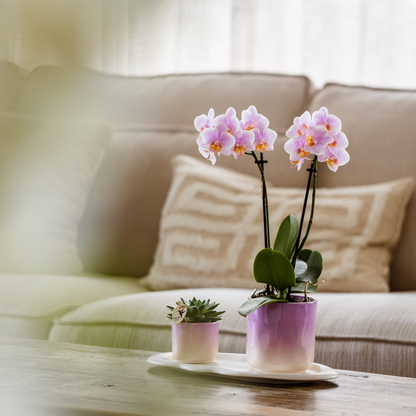 Orchideen Set Phalaenopsis Rosa H45cm mit Sukkulente Dekoteller Gradience Pink