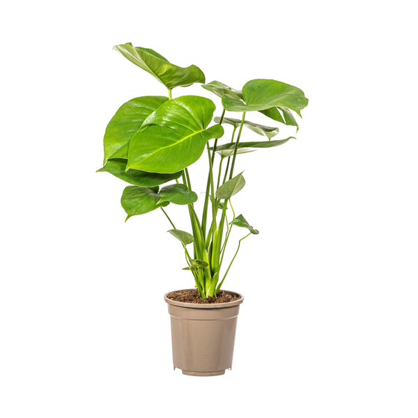 Monstera Deliciosa Tauerii - Fensterblatt Zimmerpflanze 60cm Ø17cm Topf Grüne Pflanze mit Großen Blättern