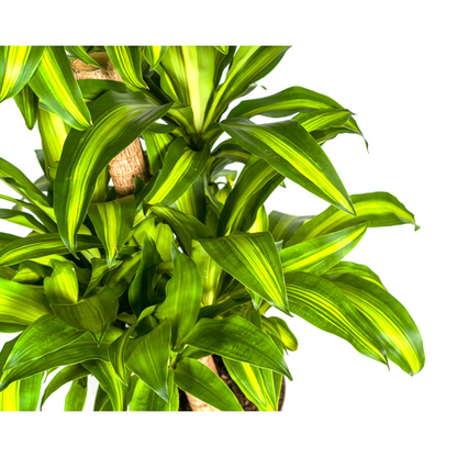 Dracaena Fragrans Massangeana Karussell Pflanze - Große Grüne Zimmerpflanze 140cm Ø30cm Topf