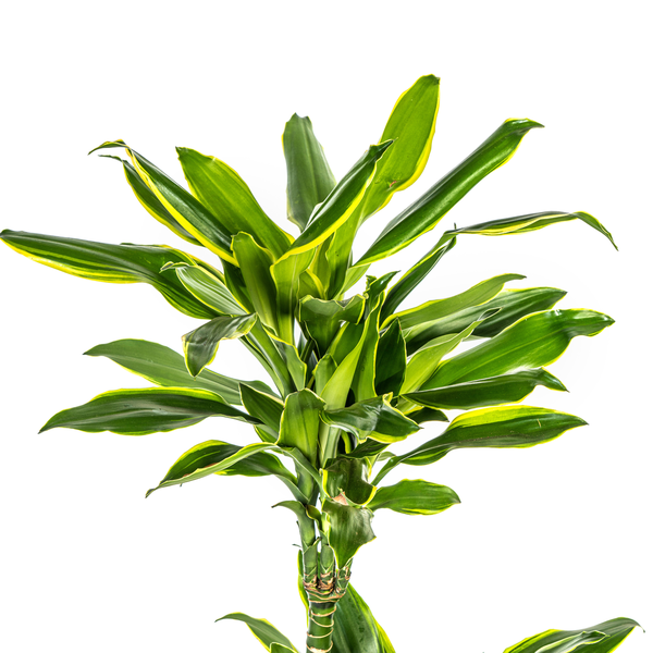 Dracaena Fragrans Golden Coast - Pflegeleichte Zimmerpflanze 100cm Ø21cm Topf Grün