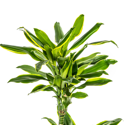 Dracaena Fragrans Golden Coast - Pflegeleichte Zimmerpflanze 100cm Ø21cm Topf Grün