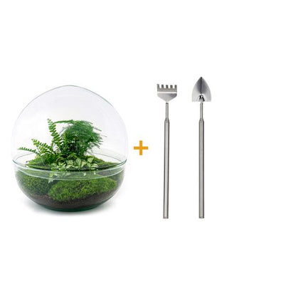 Flaschengarten H30cm Ø30cm Pflanzenterrarium Set Dome XL mit Farn Fittonia Spargel + Profi Werkzeugset Rechen Schaufel - DIY Terrarium