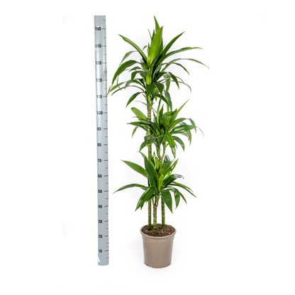 Dracaena Deremensis Lisa - Große Grüne Zimmerpflanze 140cm Ø24cm Topf