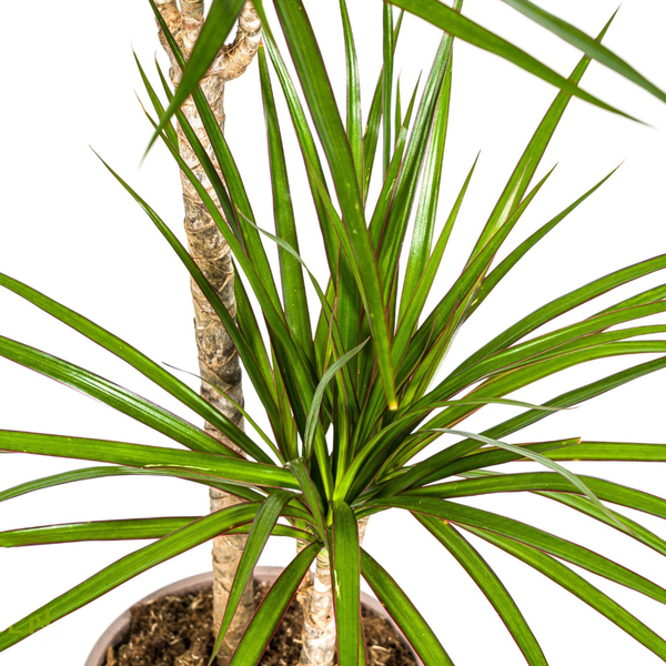 Dracaena Marginata Green - Grüne Pflegeleichte Zimmerpflanze 80cm Ø19cm Topf Palme