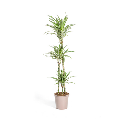 Dracaena Deremensis White Stripe - Große Grüne Zimmerpflanze 140cm Ø24cm Topf