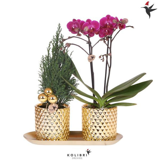 2er Pflanzen Weihnachtsset - Phalaenopsis Orchidee Morelia und Mini-Weihnachtsbaum Gold mit Dekoration und Deko Teller Platte