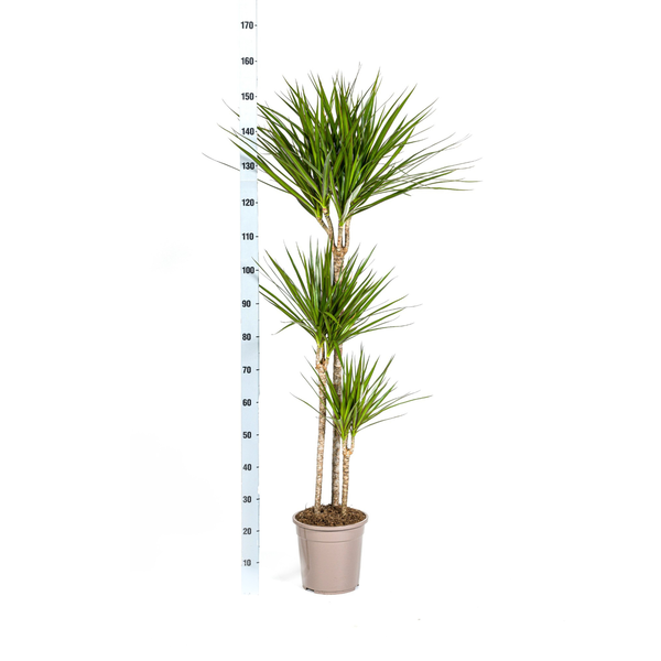 Dracaena Marginata Green - Große Zimmerpflanze 140cm Ø24cm Topf Grüne Palme