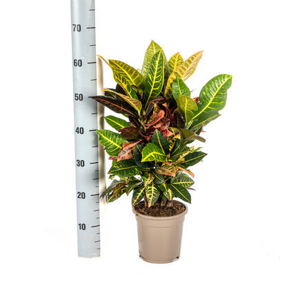 Codiaeum Croton Petra Zimmerpflanze - Bunte Blätter Ø17cm / 50cm Höhe - Lederartige Blätter