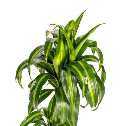 Dracaena Deremensis Hawaiian Sunshine - Tropische Grüne Zimmerpflanze 80cm Ø19cm Hellgrüne und Dunkelgrüne Blätter