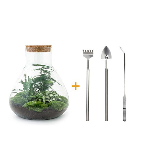 Flaschengarten 35cm Pflanzenterrarium Set Sam XL mit Spargel Fittonia Farn + Werkzeugset Rechen Schaufel Pinzette - DIY Terrarium