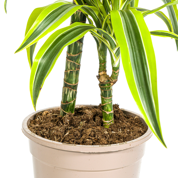 Dracaena Deremensis Lemon Lime - Pflegeleichte Zimmerpflanze 80cm Ø19cm Hellgrüne Blätter