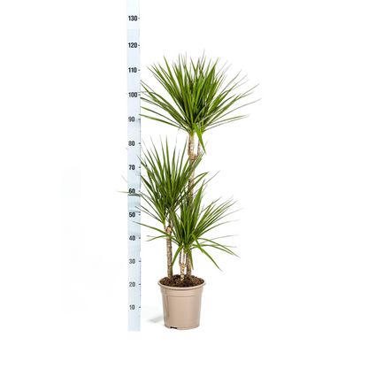 Dracaena Marginata Grün - Große Zimmerpflanze 120cm Ø21cm Topf Palme