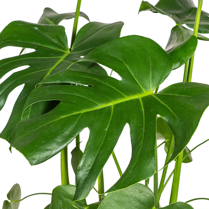 Monstera Deliciosa Tauerii - Fensterblatt Zimmerpflanze 80cm Ø21cm Topf Grpße Grüne Blätter